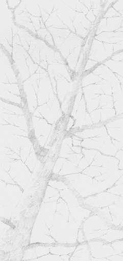 lg_rhots_p_tree.JPG (35408 bytes)