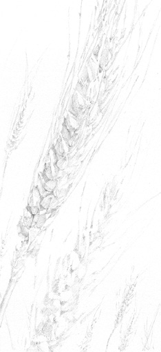 lg_rhots_p_wheat.JPG (31110 bytes)