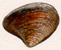 ic_rhots_shell.JPG (6386 bytes)