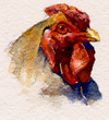 rhots_rooster.JPG (12724 bytes)