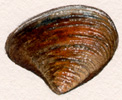 rhots_shell.JPG (12546 bytes)